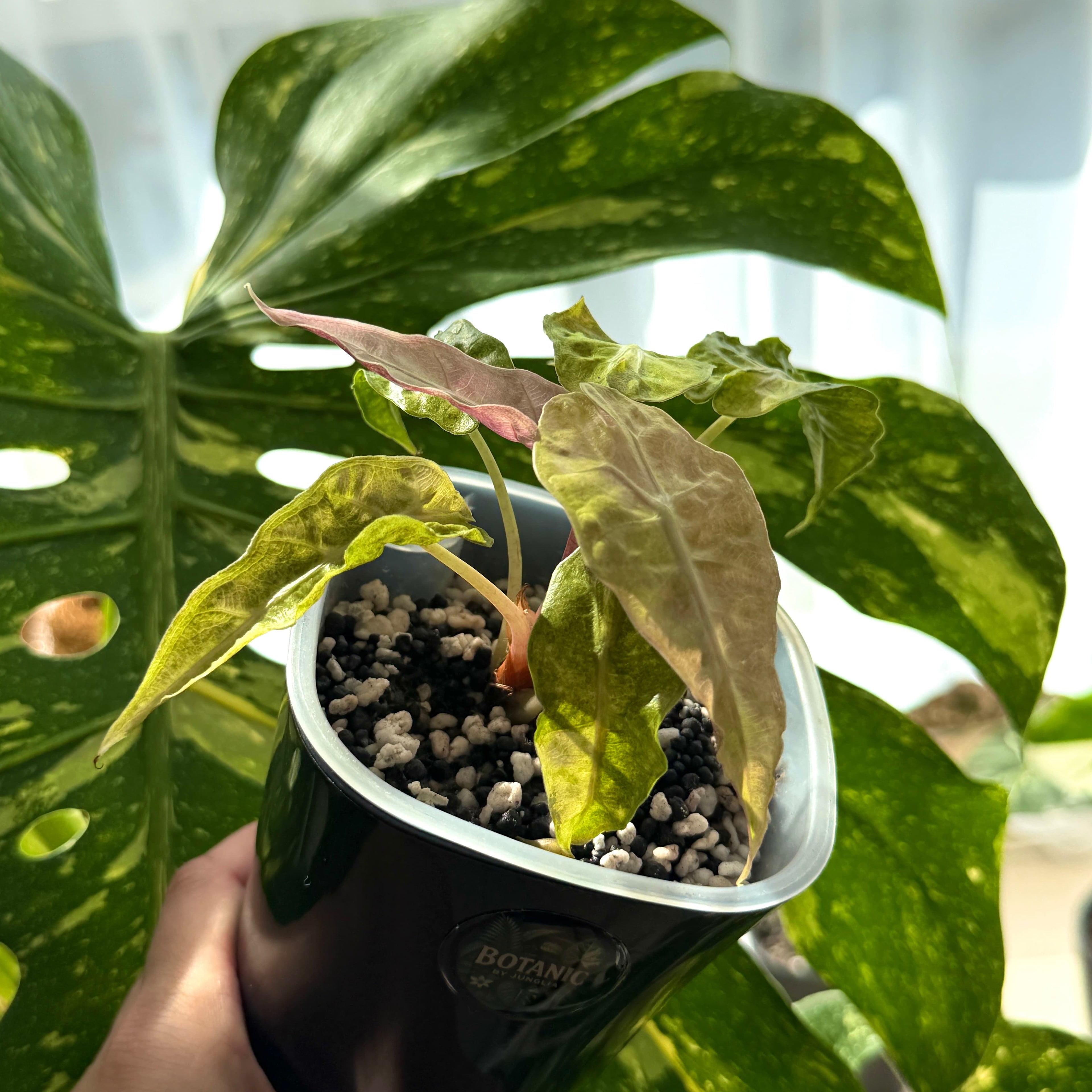 Alocasia Amazonica Tricolor Variegata Schweiz a