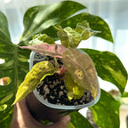 Alocasia Amazonica Tricolor Schweiz b