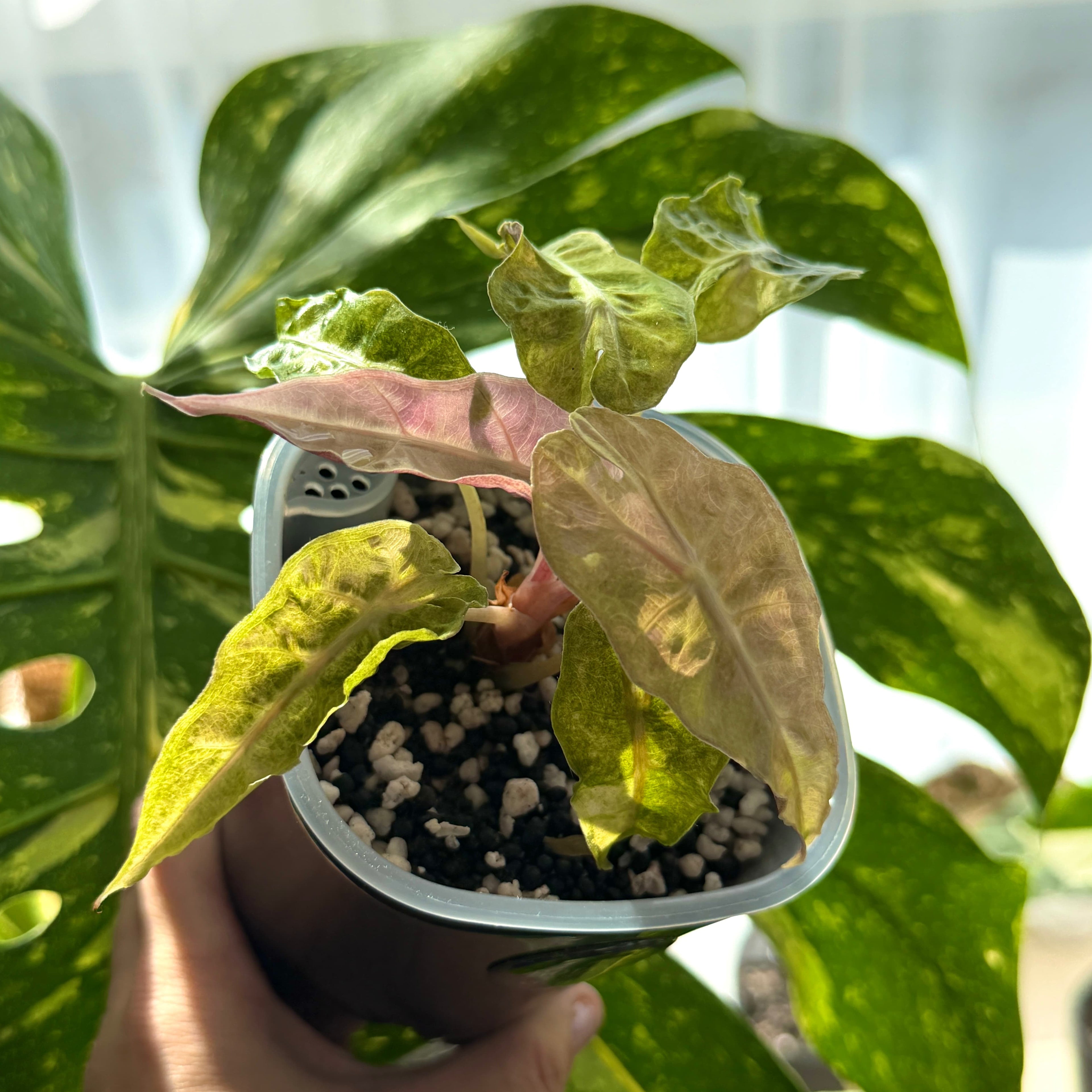 Alocasia Amazonica Tricolor Schweiz b
