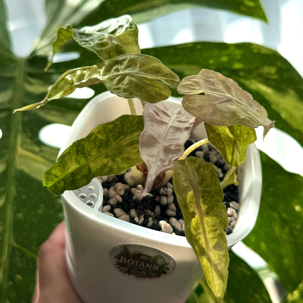 Alocasia Amazonica Tricolor c