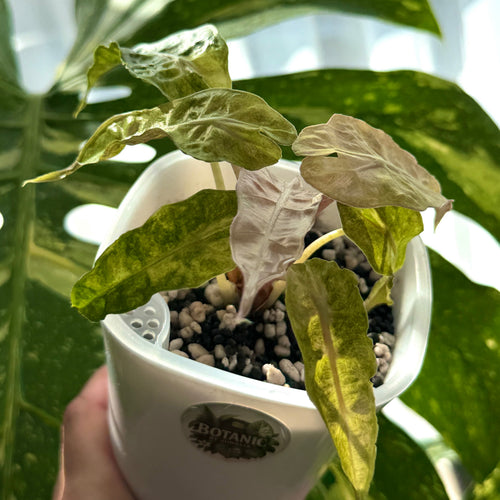 Alocasia Amazonica Tricolor c