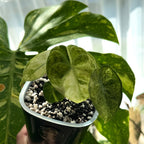 Alocasia Ninja Tricolor Schweiz Online a
