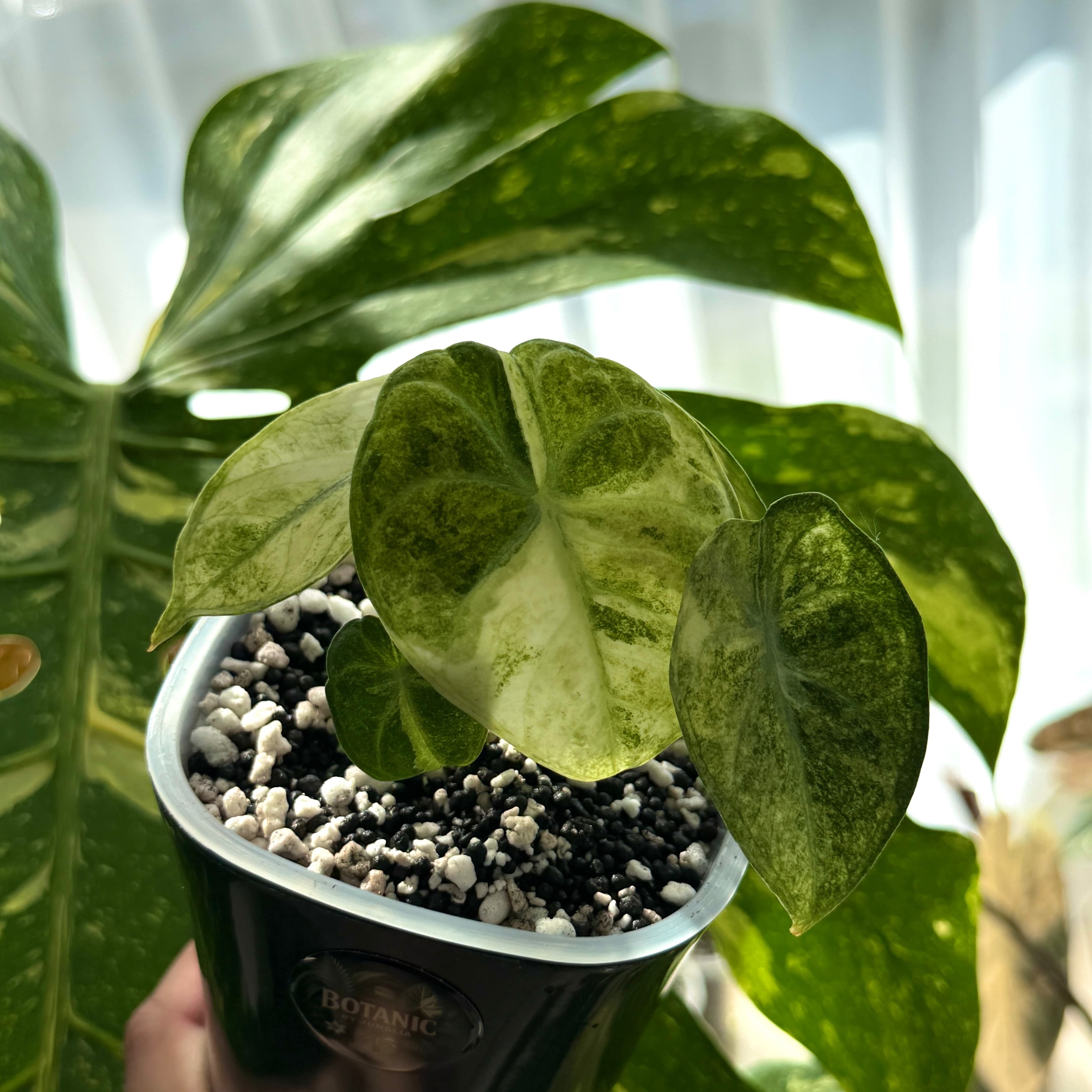 Alocasia Ninja Tricolor Schweiz Online a