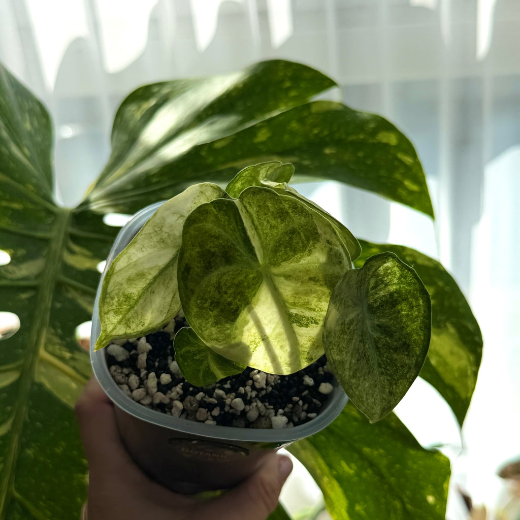 Alocasia Ninja Tricolor Variegata Schweiz c