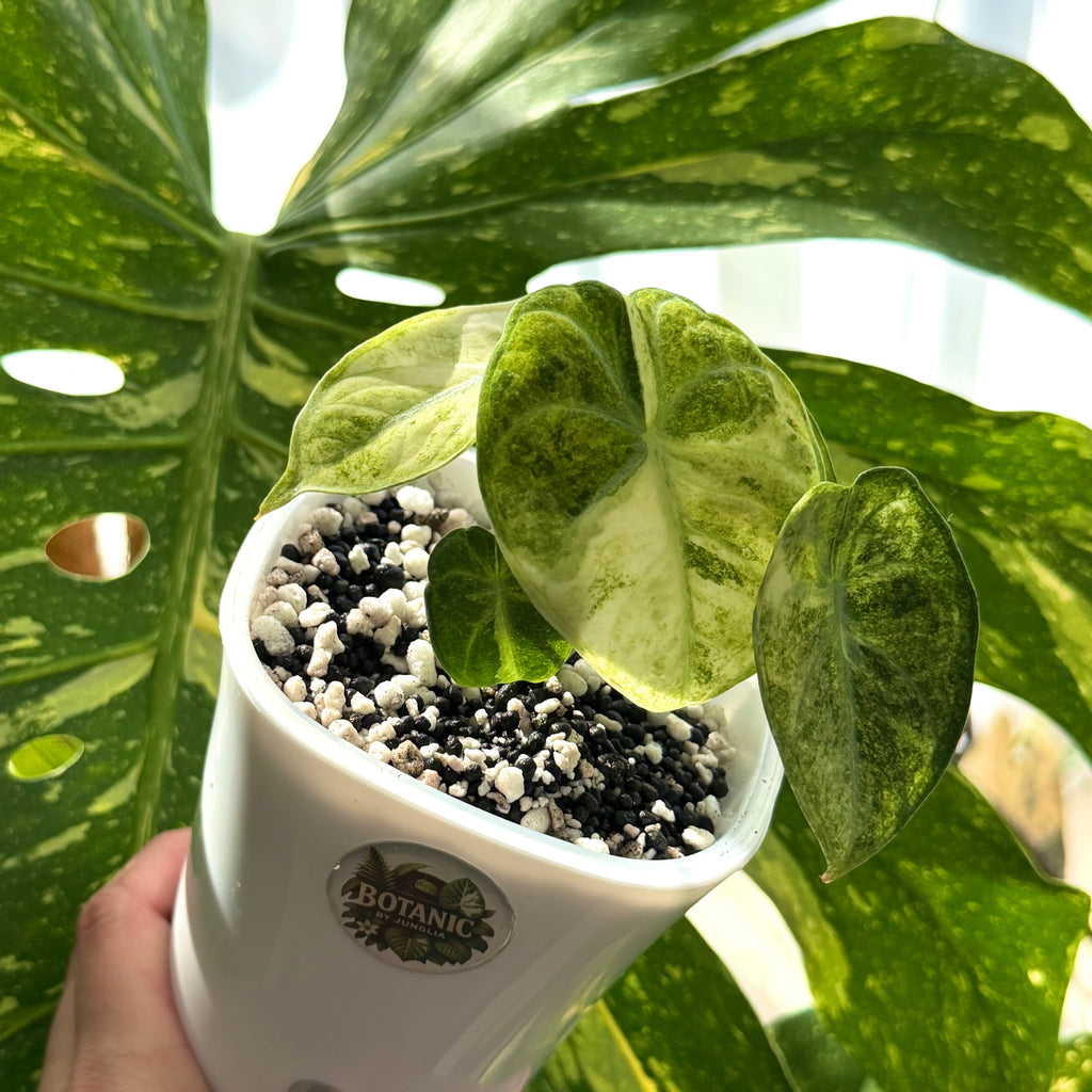 Alocasia Ninja Tricolor Variegata Schweiz b 