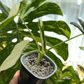 Alocasia acrorrhiza Albo 1- Schweiz Online a