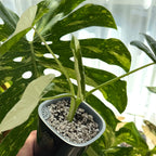 Alocasia acrorrhiza Albo 1- Schweiz Online a