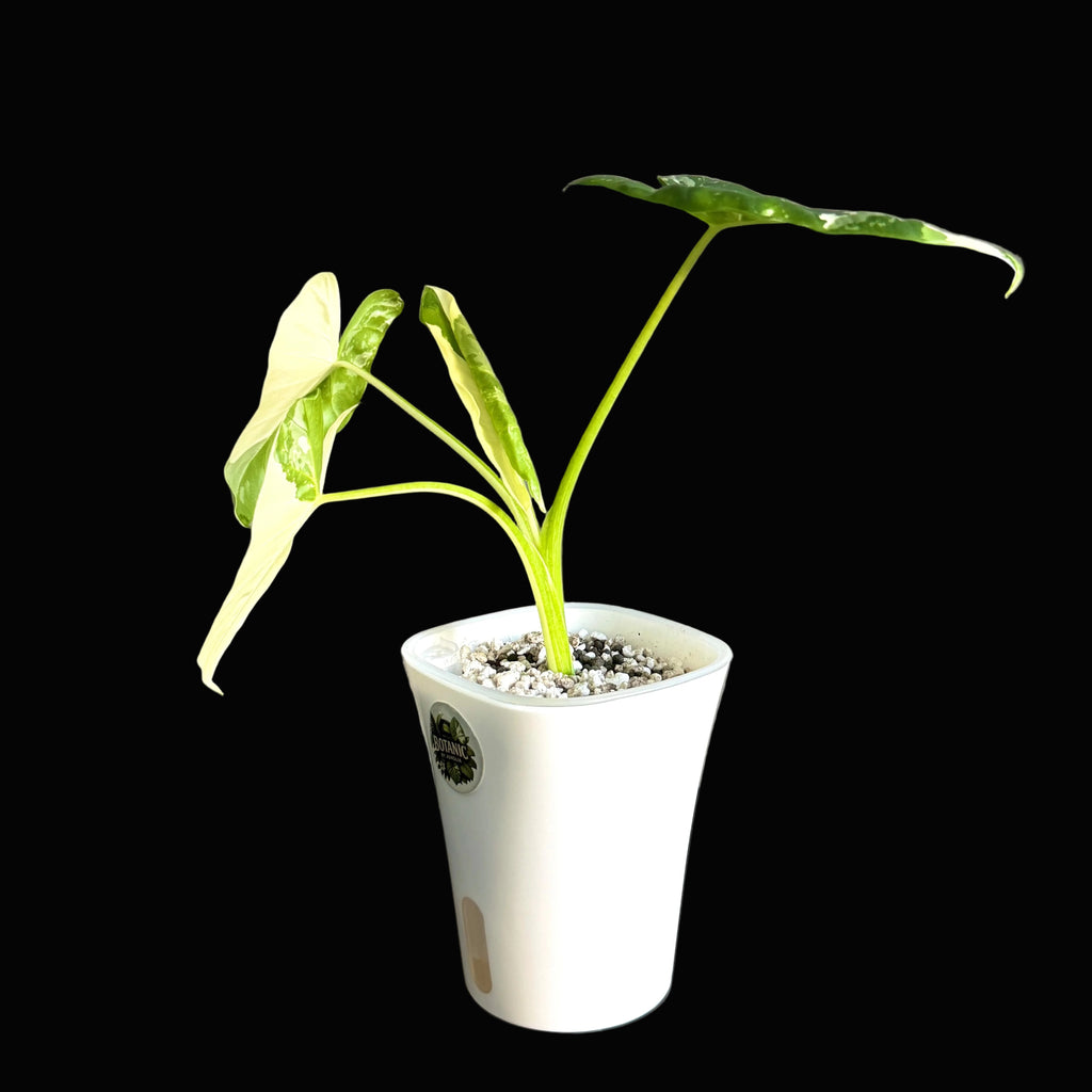 Alocasia Macrorrhiza Albo 1 -Schweiz Online b