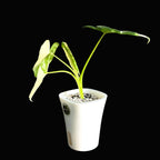 Alocasia Macrorrhiza Albo 1 -Schweiz Online b