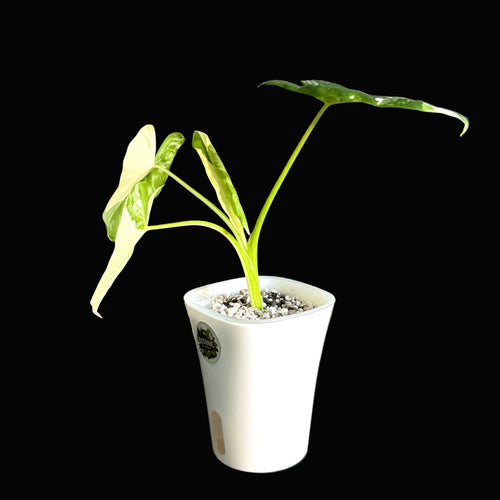 Alocasia Macrorrhiza Albo 1 -Schweiz Online b