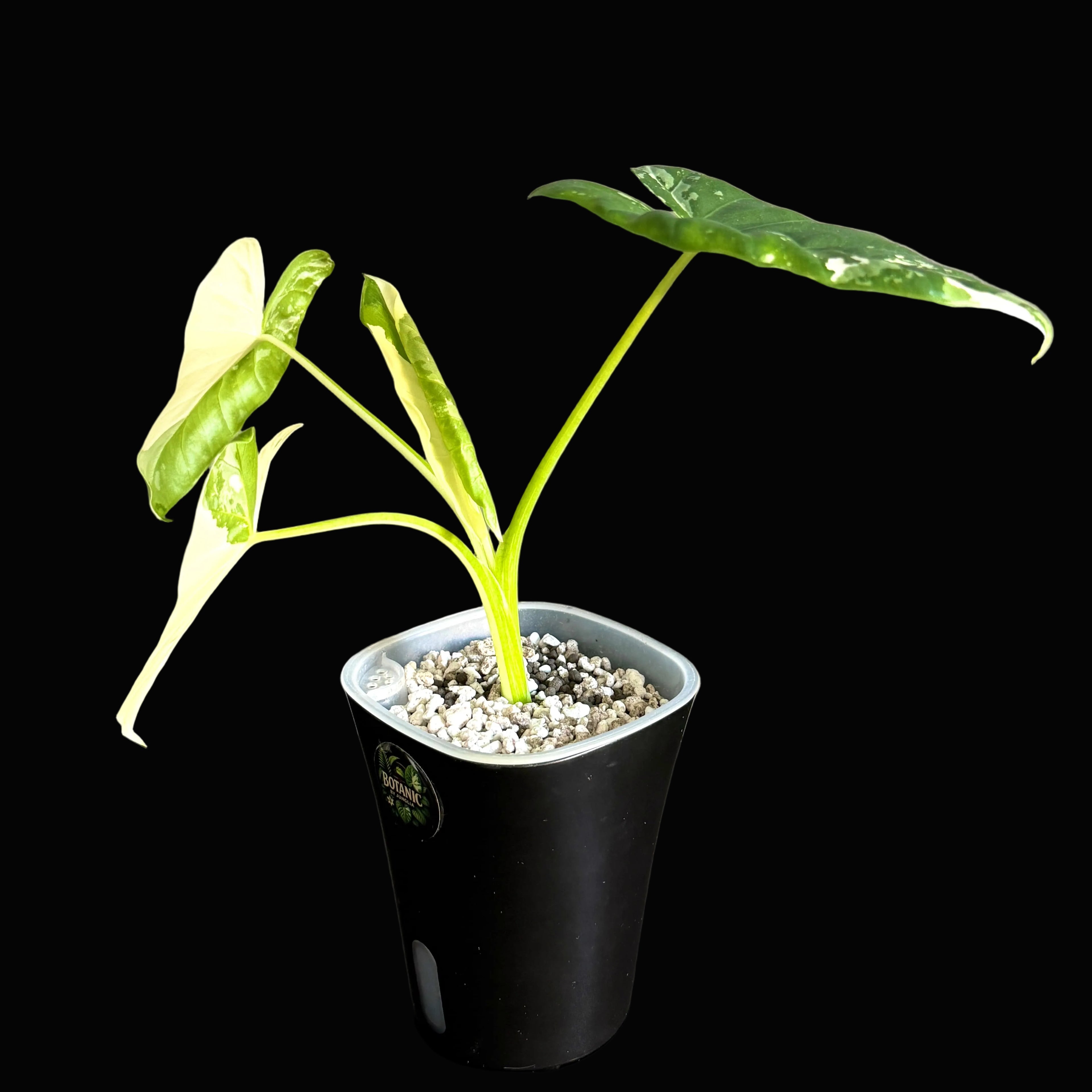 Alocasia Macrorrhiza Albo 1 -Online Schweiz c