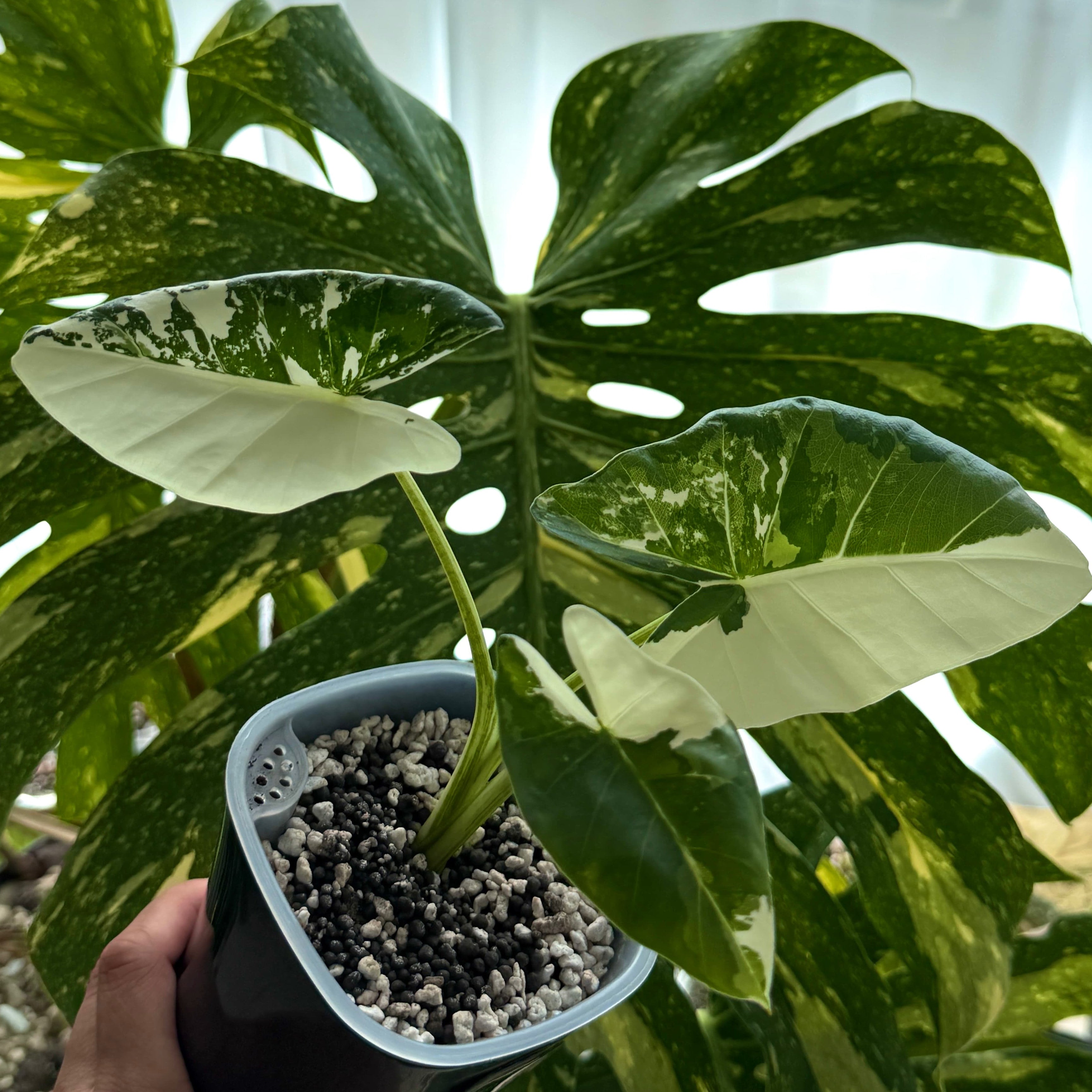 Alocasia Macrorrhiza Albo Schweiz Online a