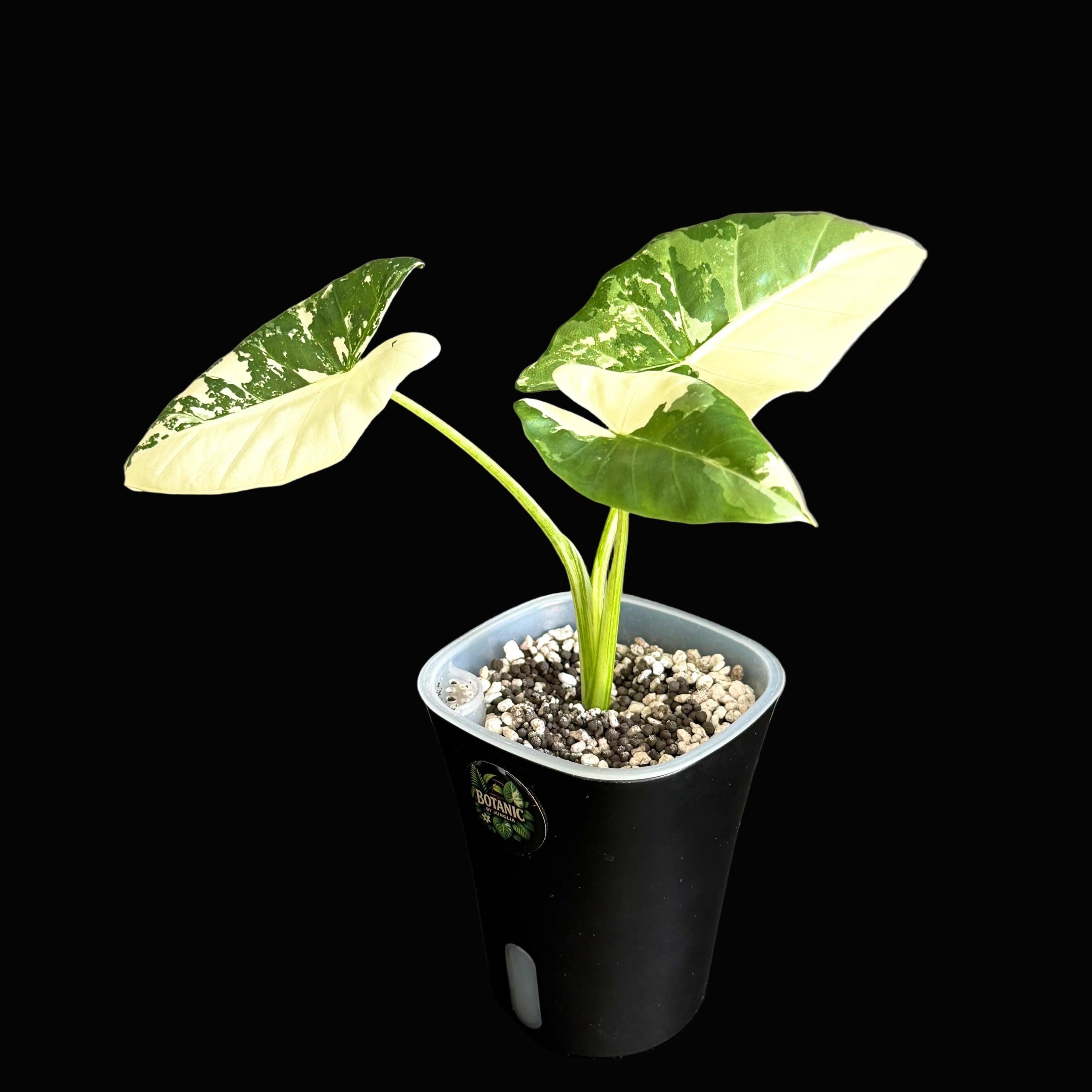 Alocasia Macrorrhiza Albo Schweiz Online b