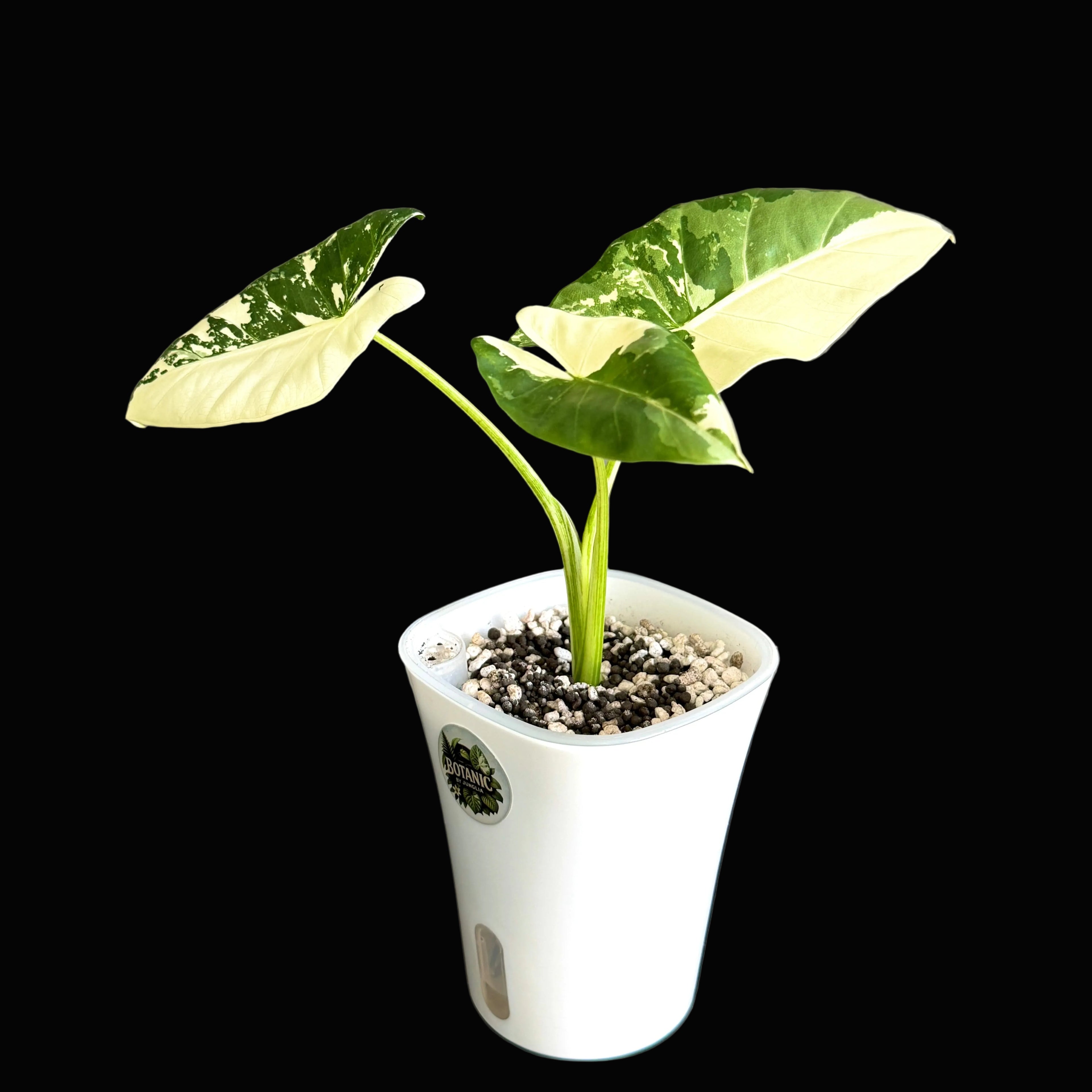 Alocasia Macrorrhiza Albo Online Schweiz c