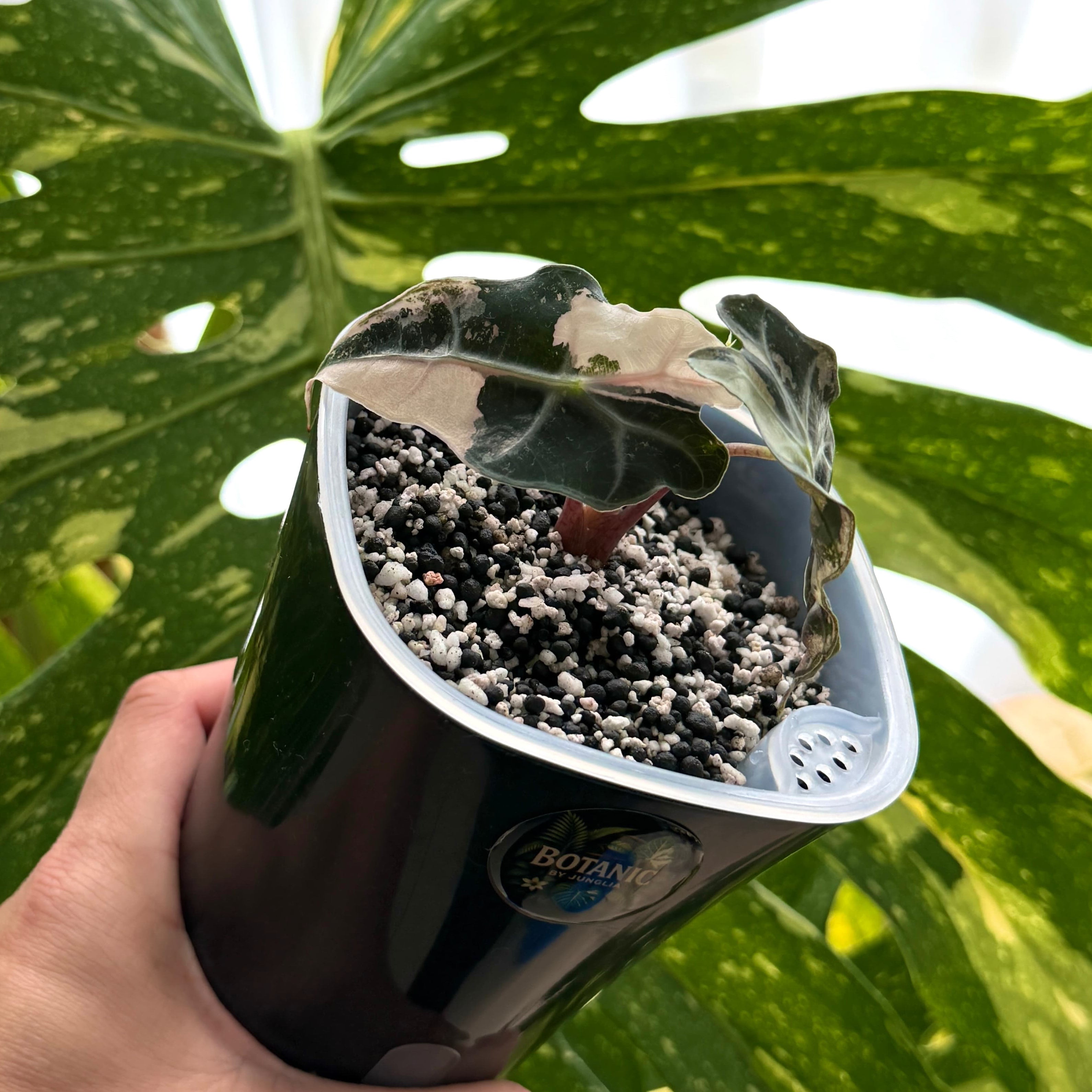 Alocasia Polly Pink Variegata 1 Schweiz Online 