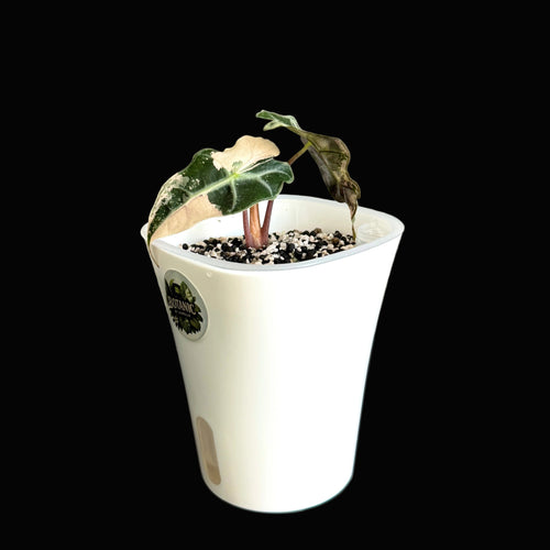 Alocasia Polly Pink 1 Schweiz Online