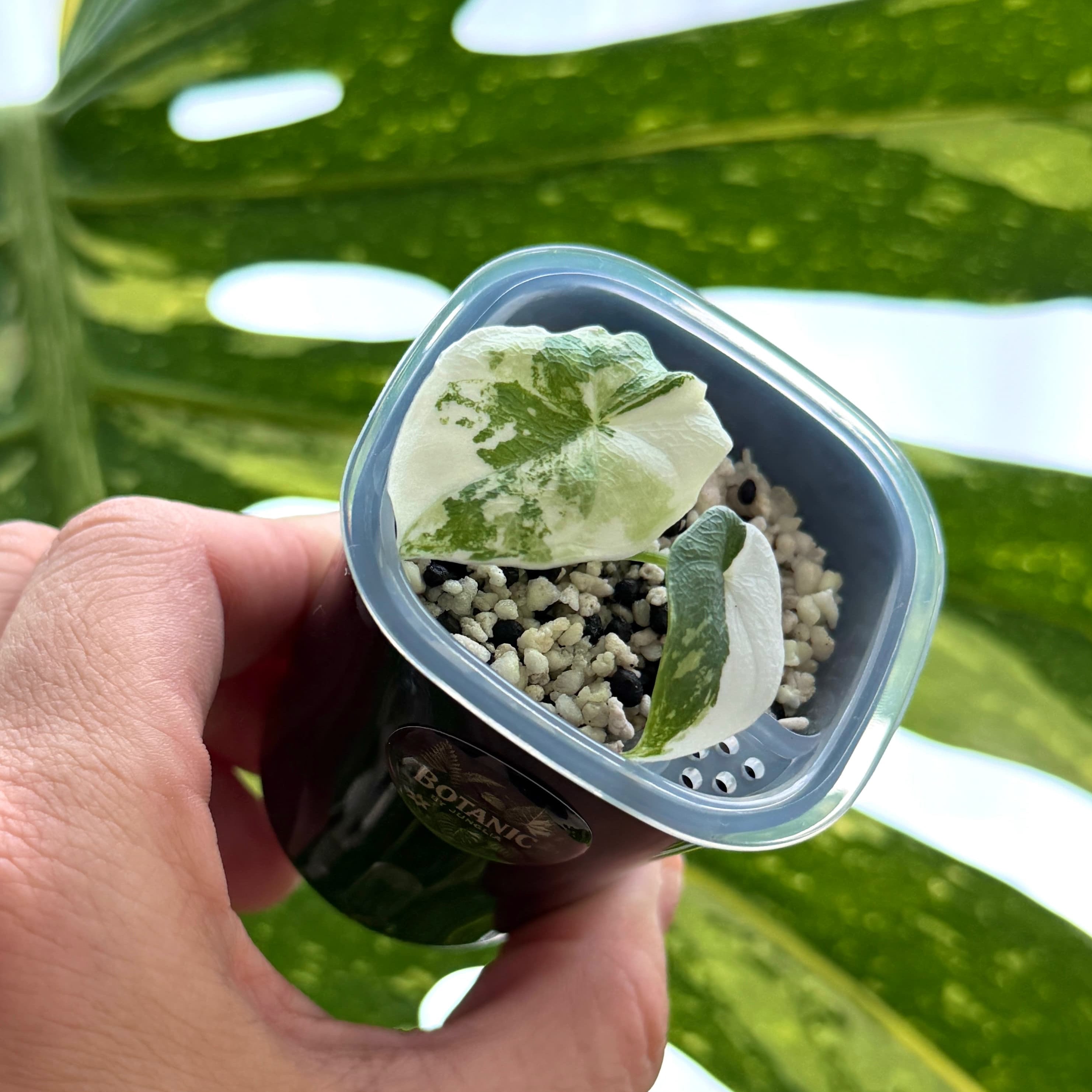 Alocasia Malo Albo 1 Schweiz Online