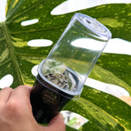 Alocasia Melo Albo 1 Schweiz nlite Hydrodome