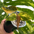 Anthurium Forgetii x Carla AOS var. Online Schweiz