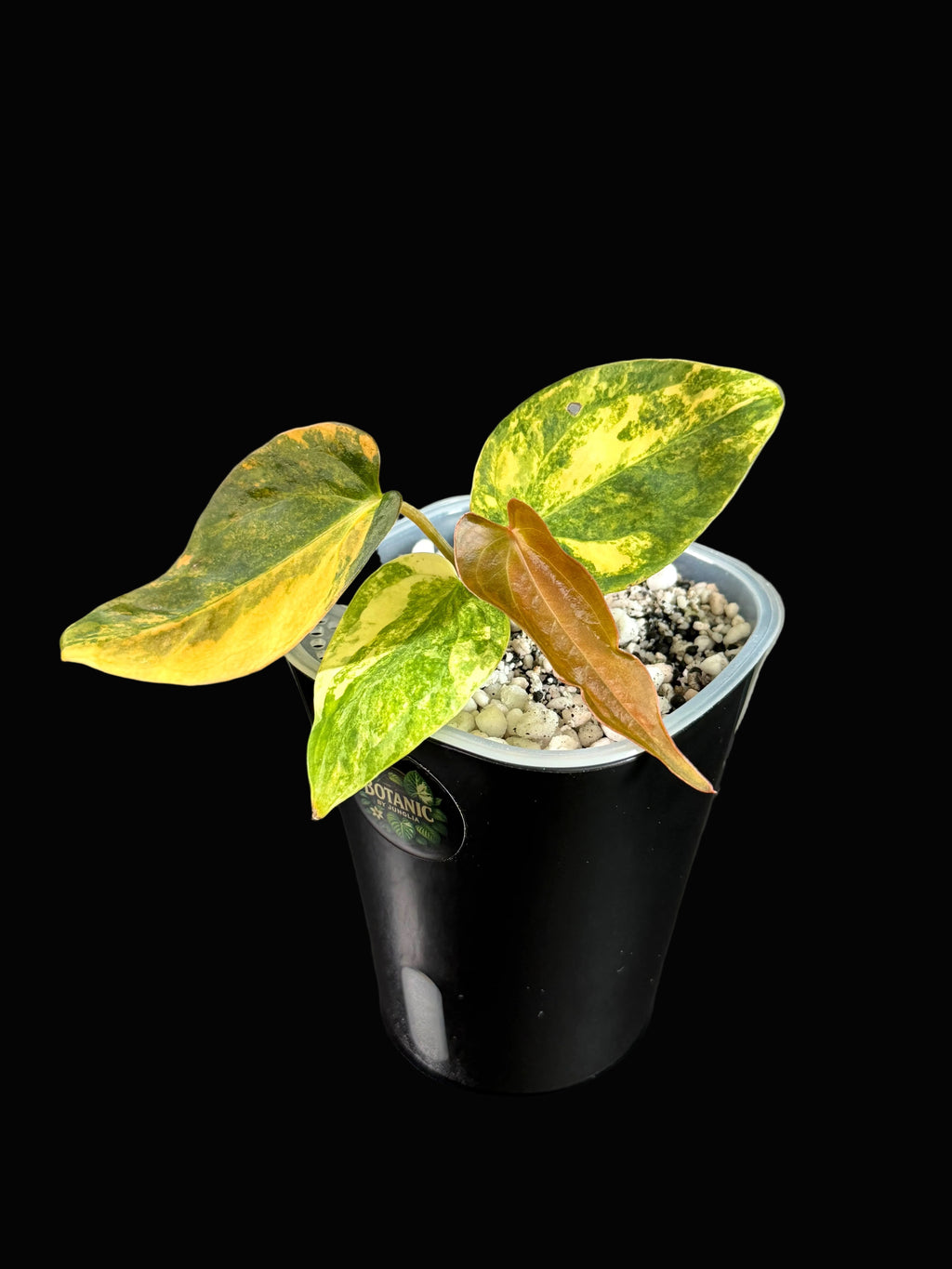 Anthurium Forgetii x ( Carlablackiae x Ace of Spades) Variegata - Einzelstück!