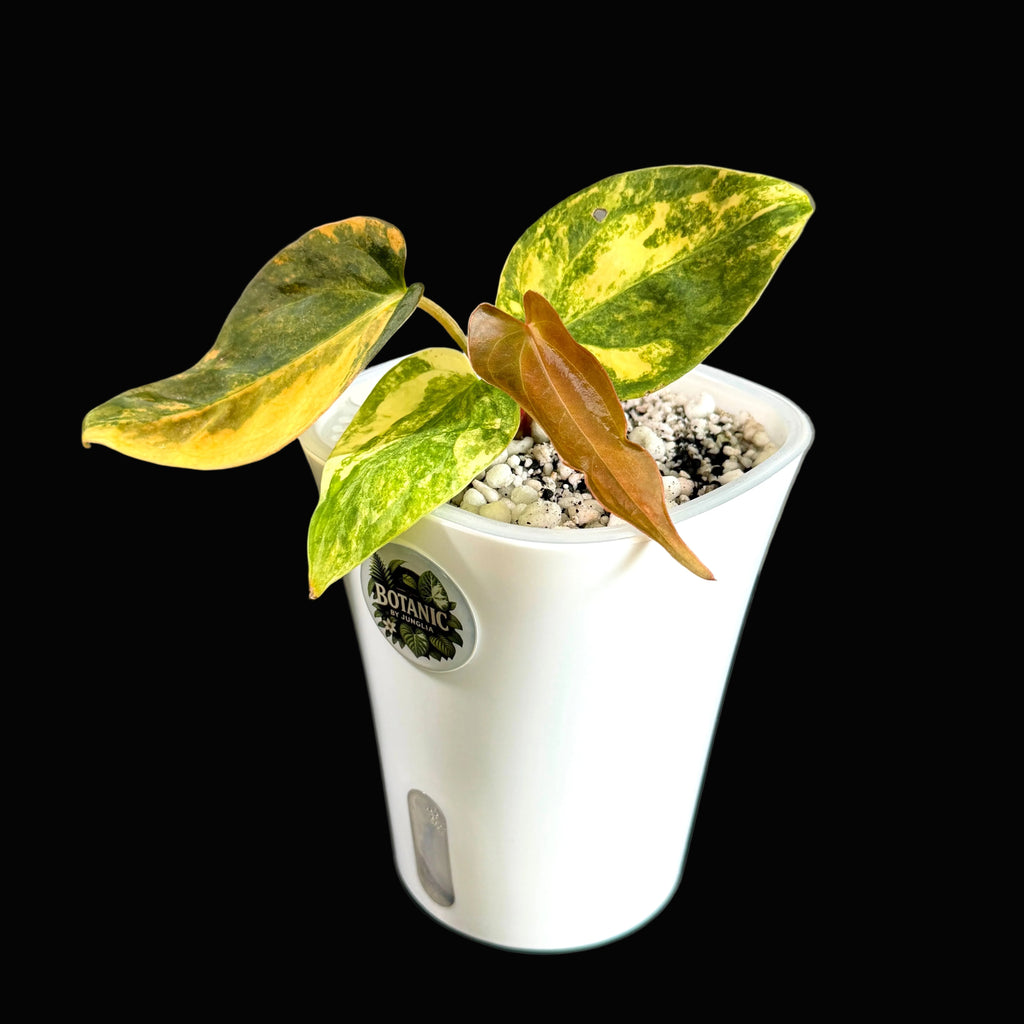 Anthurium Forgetii x ( Carlablackiae x Ace of Spades) Variegata - Einzelstück!