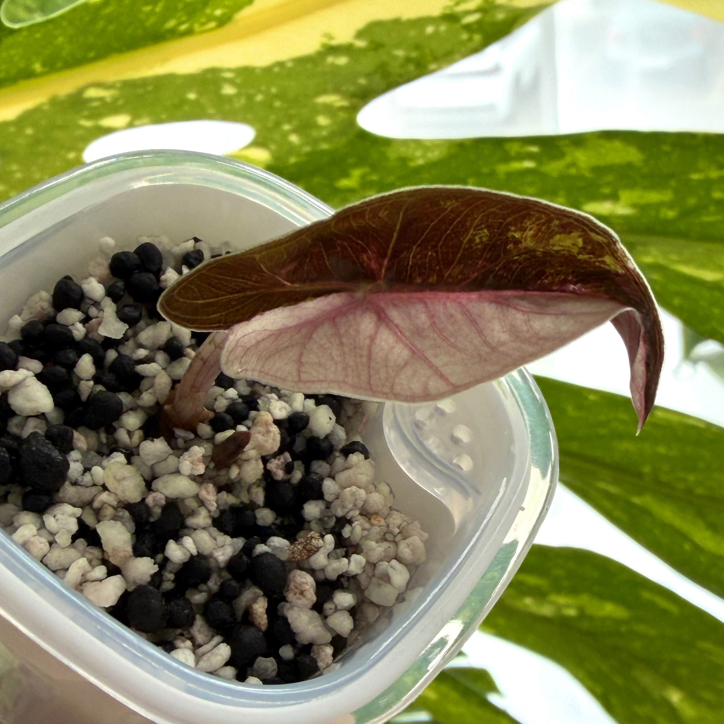 Alocasia Pseudo Sanderiana Pink Variegata Online Schweiz