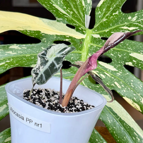 Alocasia Polly Pink Variegata new leaf