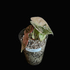 Alocasia Sedenii Pink Variegata bild.1