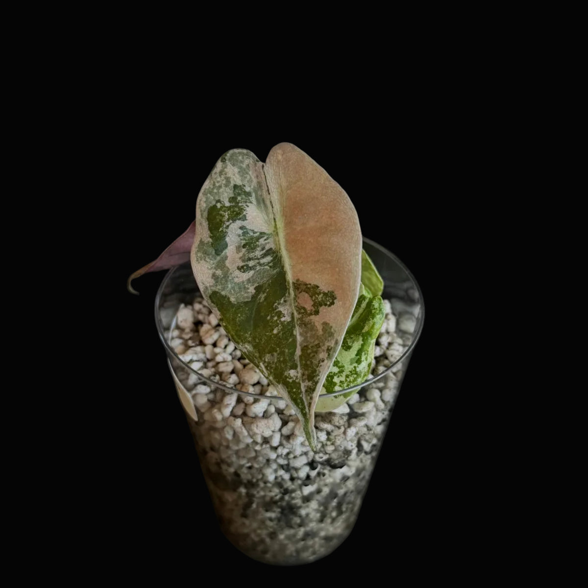 Alocasia Sedenii Pink VariegataBild.3