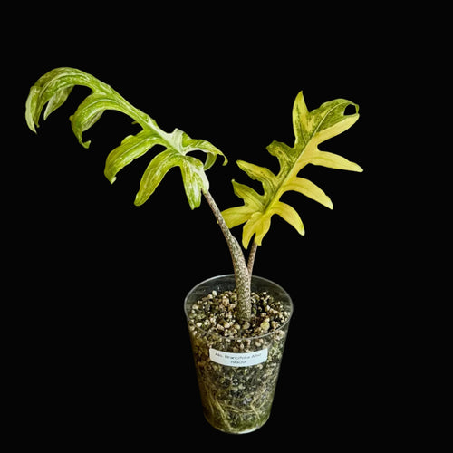 Alocasia Brancifolia Albo Variegata Bild.1
