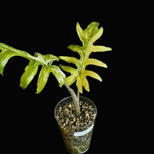 Alocasia Brancifolia Albo Variegata Bild.2