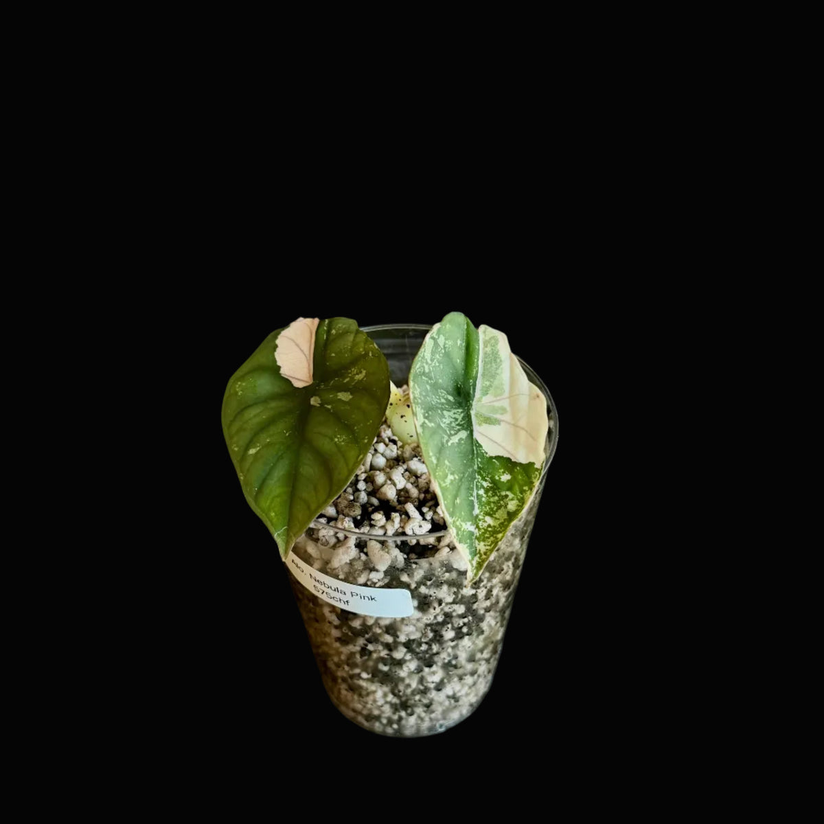 Alocasia Nebula Albo-Pink Variegata Bild.1