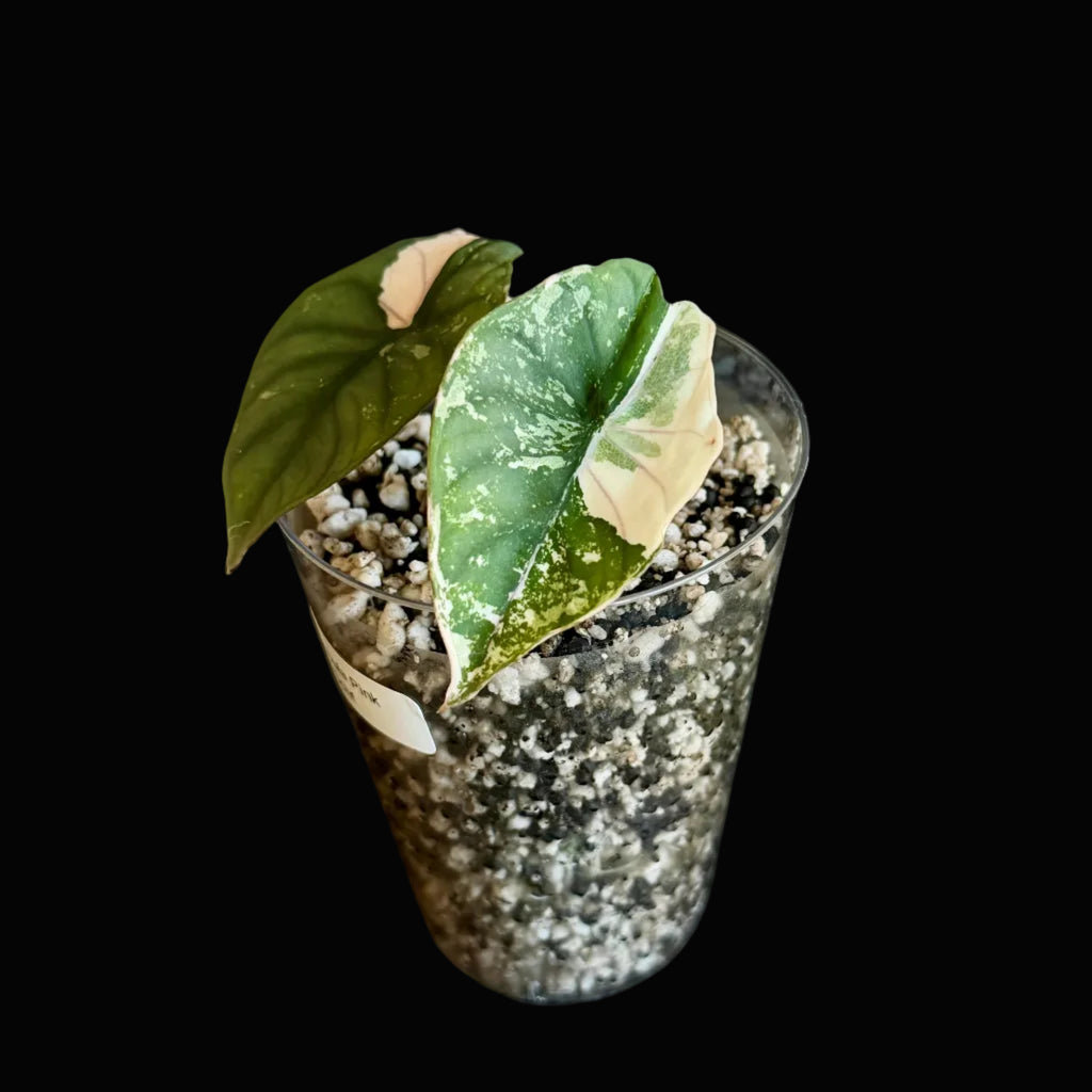 Alocasia Nebula Albo-Pink Variegata Bld.2