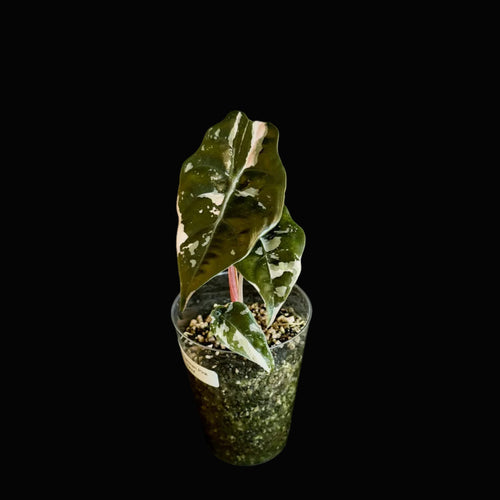 Alocasia Chantrieri Pink Variegata Bild.1