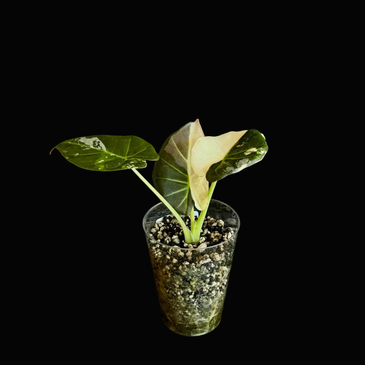 Alocasia Regal hield Albo-Pink Bild.1