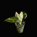 Alocasia Regal Shield Albo-Pink Bild.2