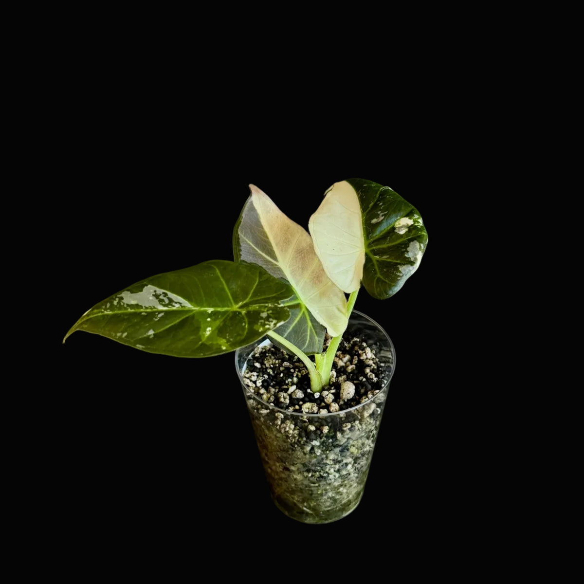 Alocasia Regal Shield Albo-Pink Bild.2