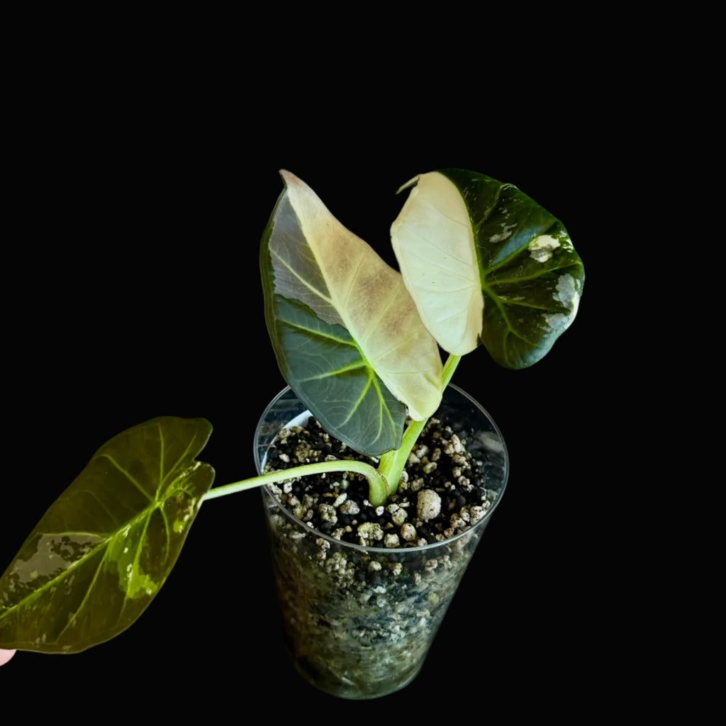Alocasia Regal Shield Albo-Pink Bild.3