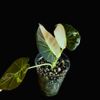 Alocasia Regal Shield Albo-Pink Bild.3