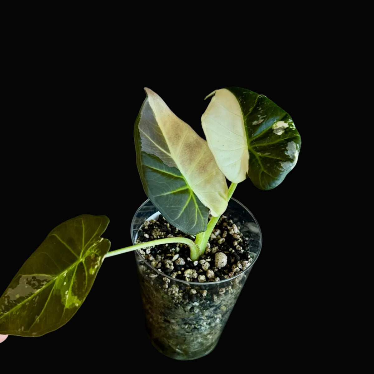 Alocasia Regal Shield Albo-Pink Bild.3