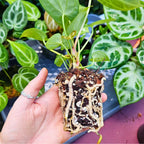 PlantScraper Aroid Supreme Mix 8,5L Wurzeln
