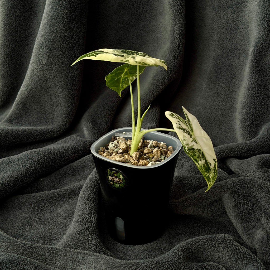 Alocasia Frydek Albo var.