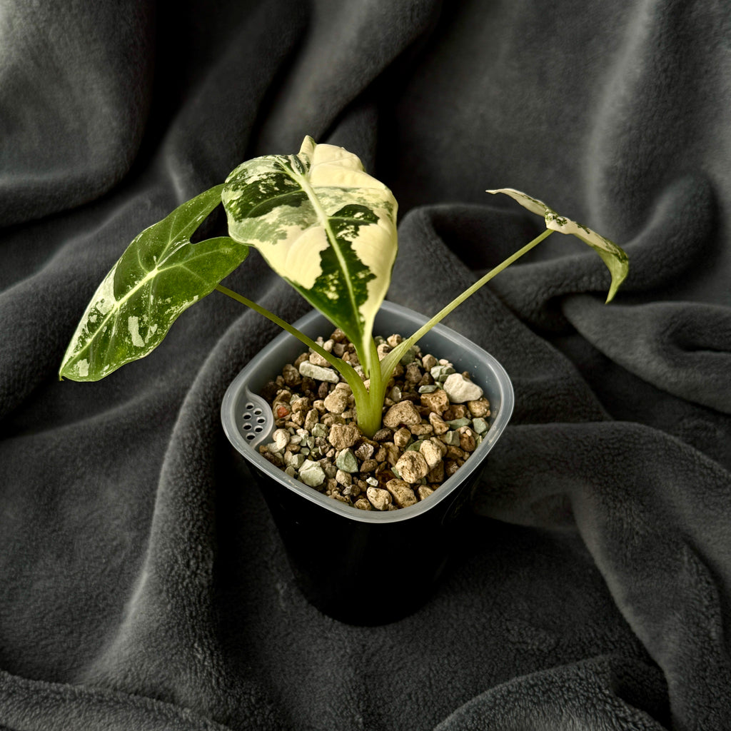 Alocasia Frydek Albo var.