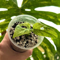 Monstera Adansonii Indonesian Marble Online Schweiz