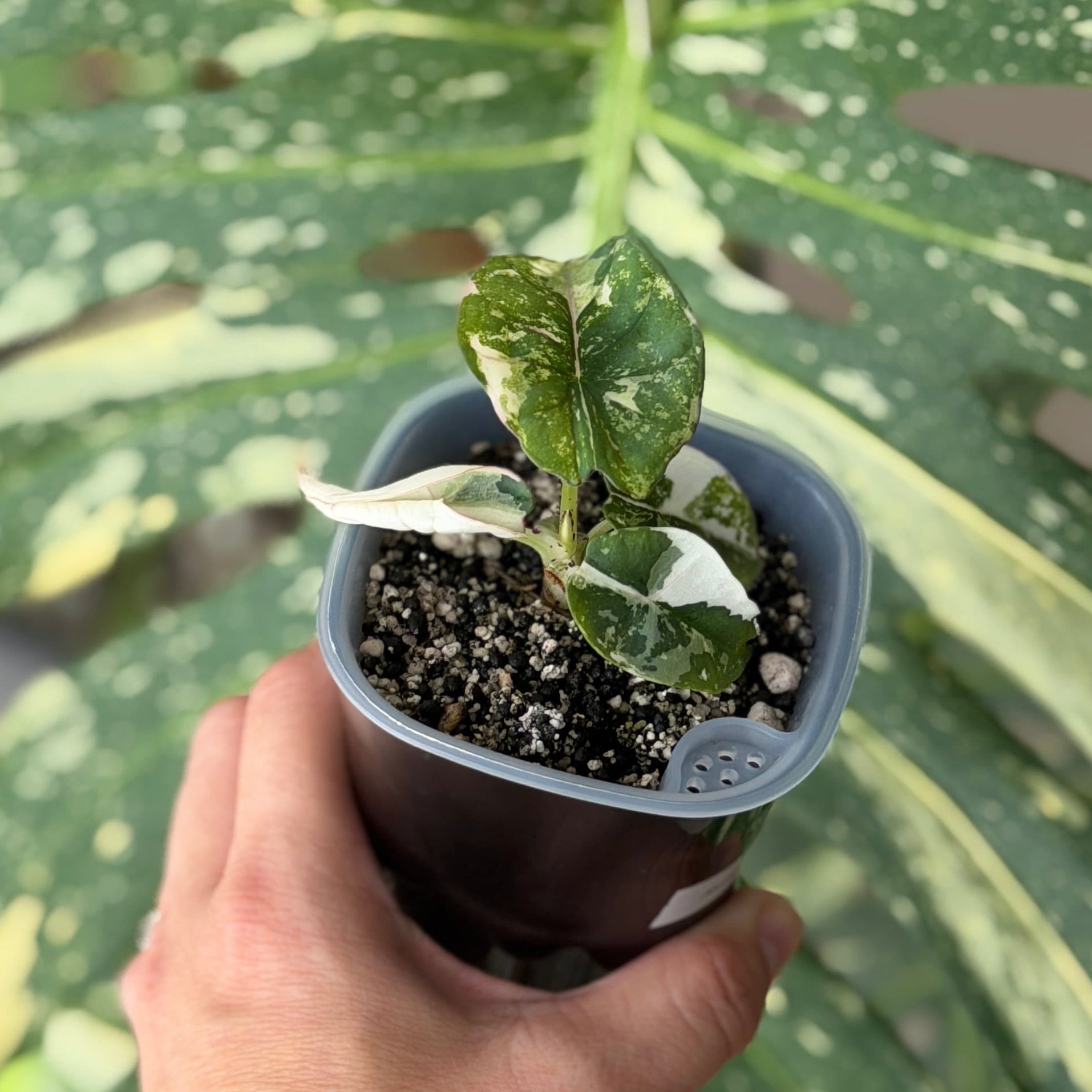 Alocasia Nebula Pink Variegata Schweiz_1