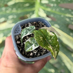 Alocasia Nebula Pink Variegata Schweiz_2