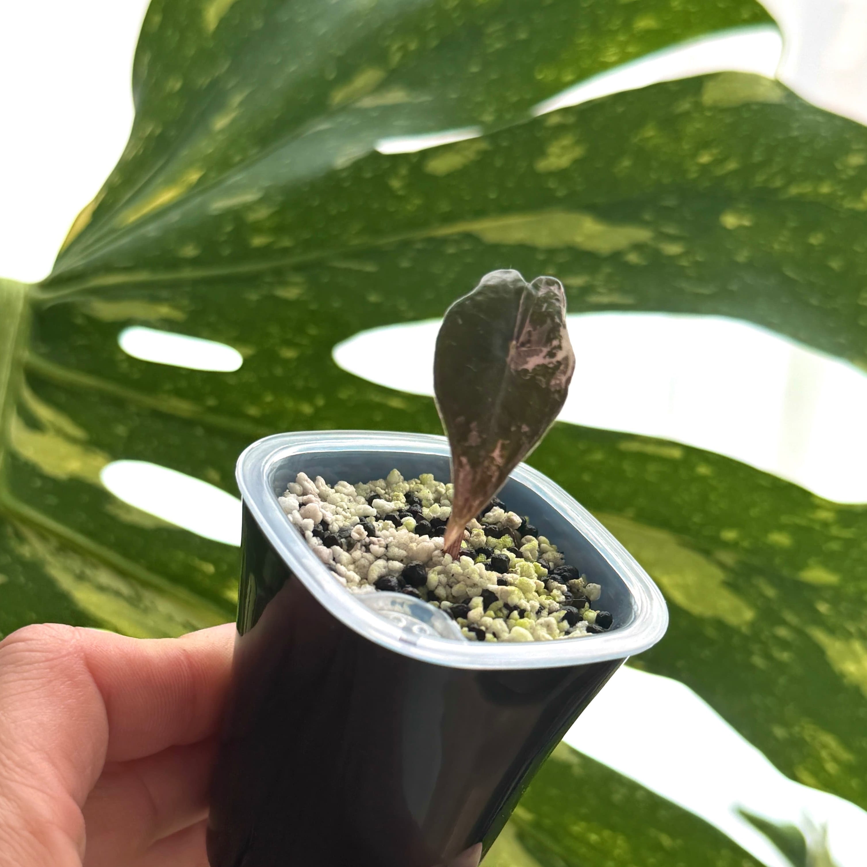 Alocasia Nobilis Pink Variegata b Online Schweiz