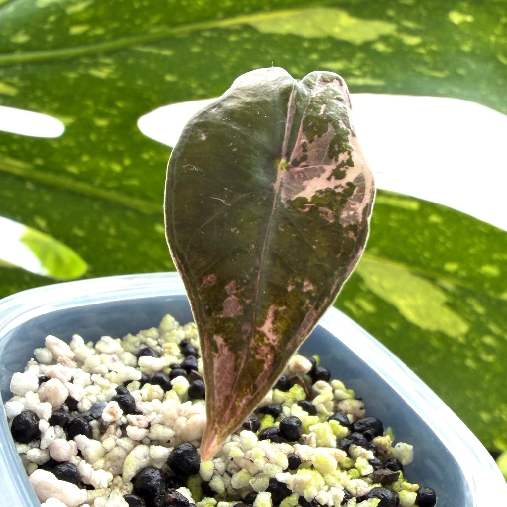 Alocasia Nobilis Pink Variegata a Online Schweiz 