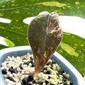 Alocasia Nobilis Pink Variegata a Online Schweiz 