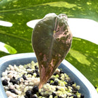 Alocasia Nobilis Pink Variegata a Online Schweiz 